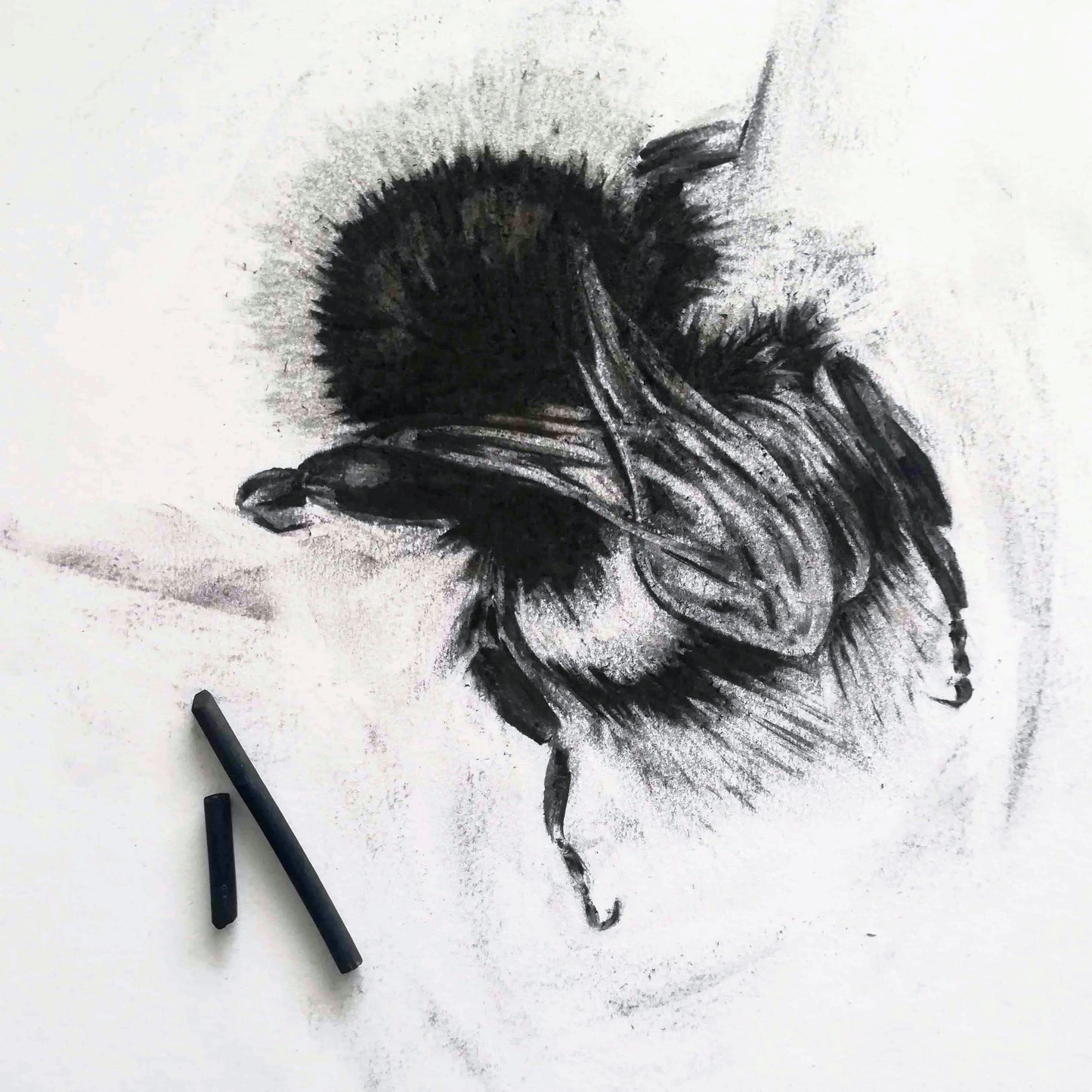 'Buff-tailed Bumblebee' Original Charcoal Drawing