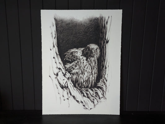 'Common Kestrel' Giclee Print of a Charcoal Drawing