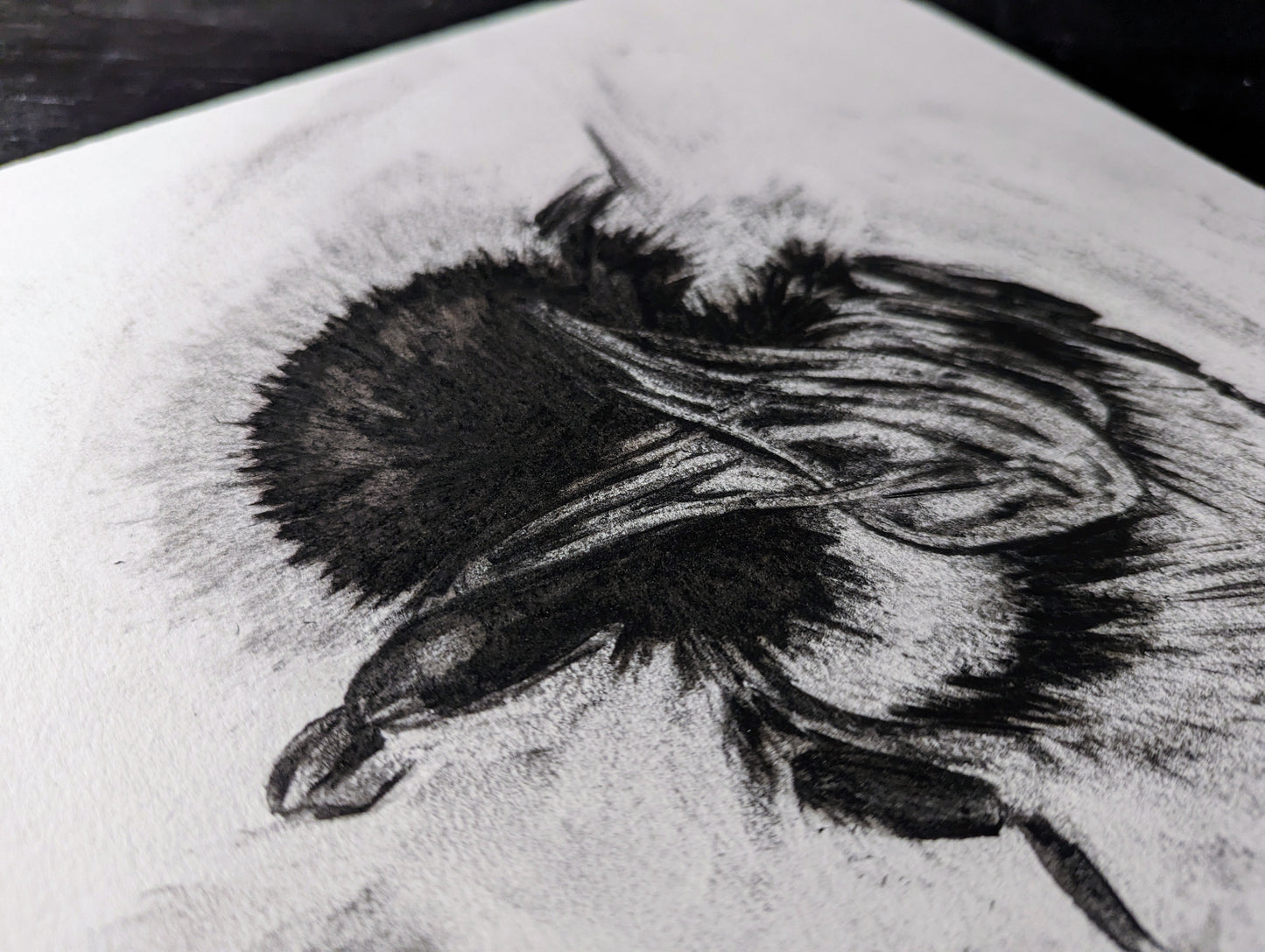 'Buff-tailed Bumblebee' Original Charcoal Drawing