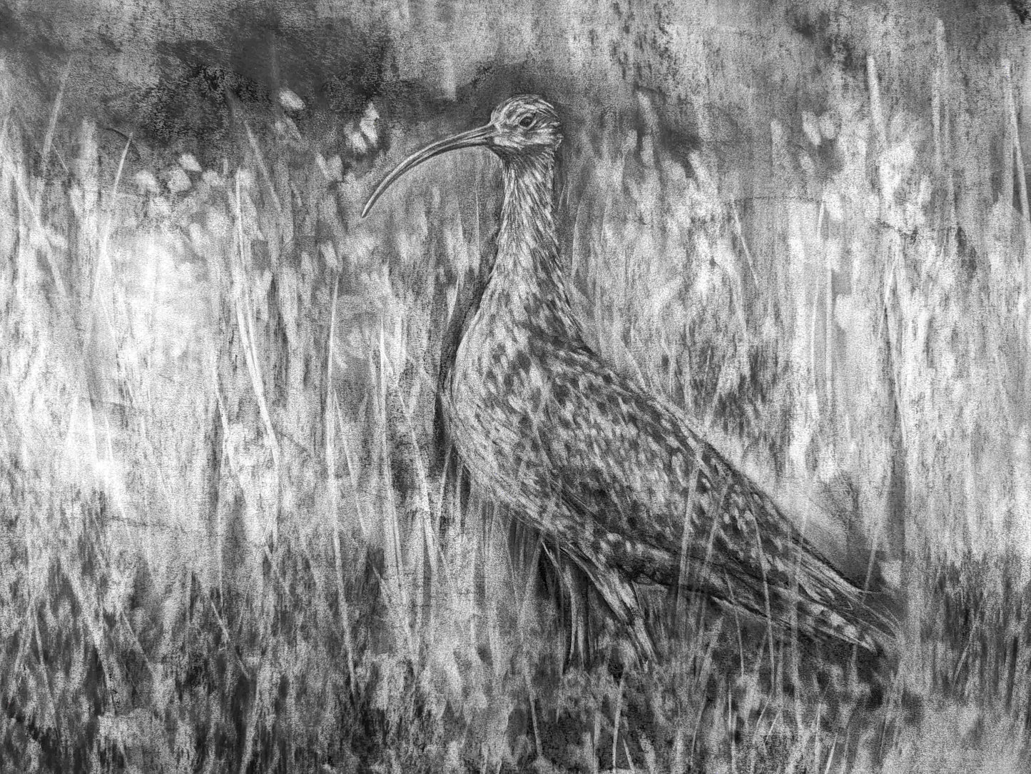 'Eurasian Curlew' Giclee Print of a Charcoal Drawing