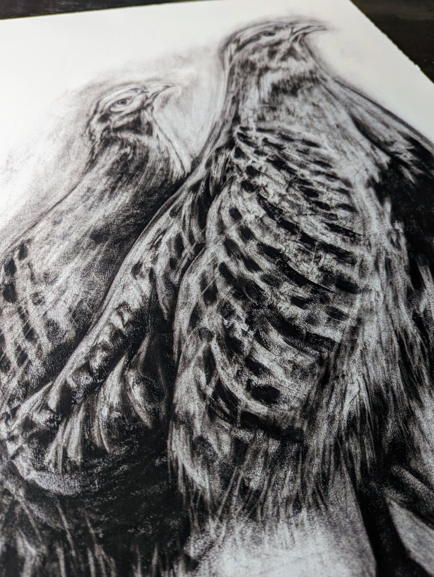 'Grey Partridge' Giclee Print of a Charcoal Drawing