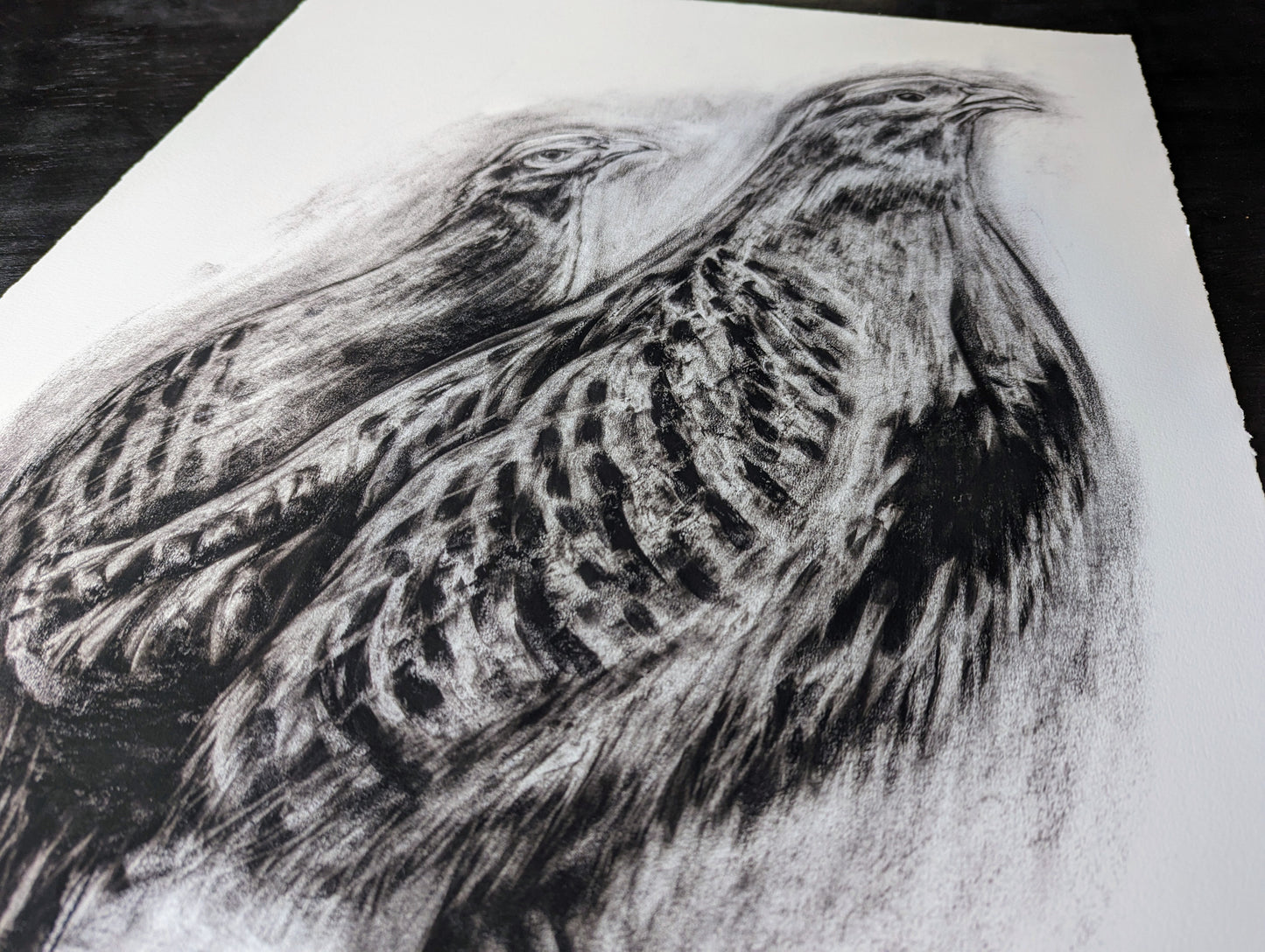 'Grey Partridge' Giclee Print of a Charcoal Drawing