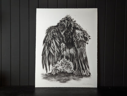 'Harris Hawk' Giclee Print of a Charcoal Drawing