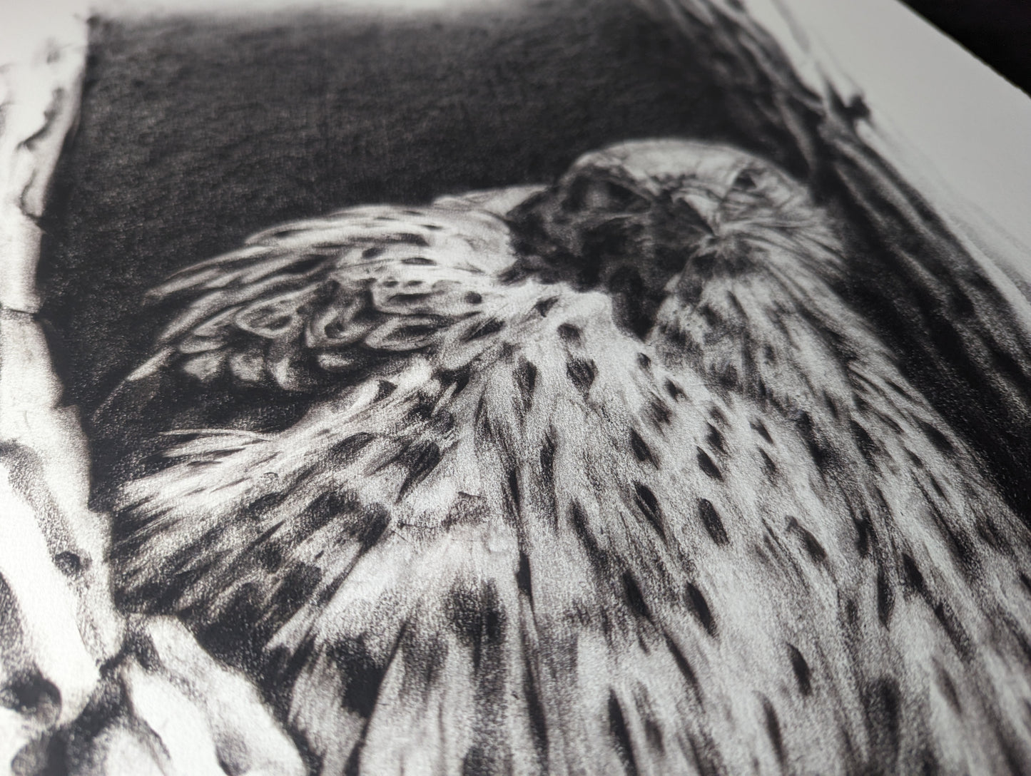 'Common Kestrel' Giclee Print of a Charcoal Drawing