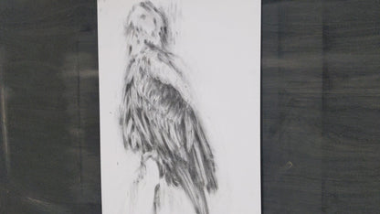 'Harris Hawk' Giclee Print of a Charcoal Drawing
