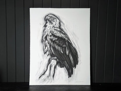 'White Tailed Eagle' Giclee Print of a Charcoal Drawing